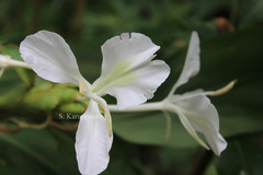 Hedychium coronarium